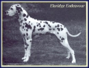 CH. Elaridge Endeavour